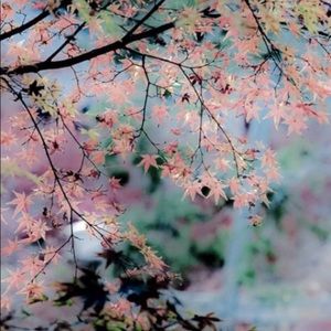 Meet your Posher, Toni